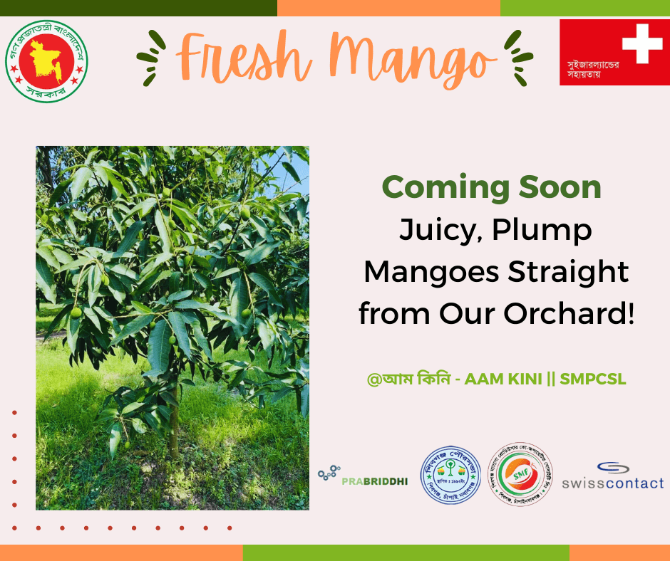 Coming Soon Juicy, Plump Mangoes Straight from Our Orchard!