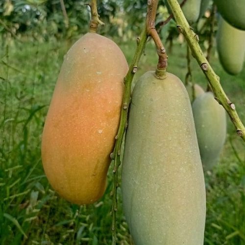 Banana Mango ব্যানানা ম্যাংগো