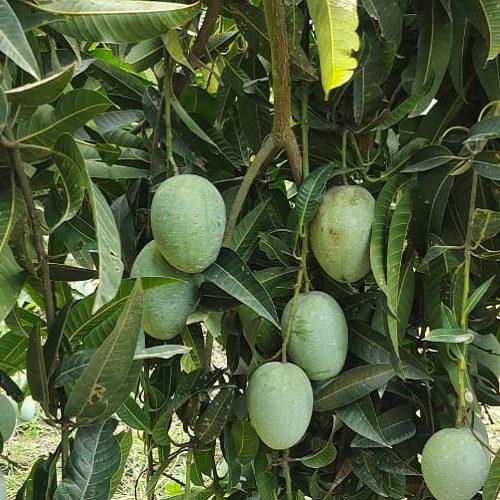 Gauromati mango গৌড়মতি আম