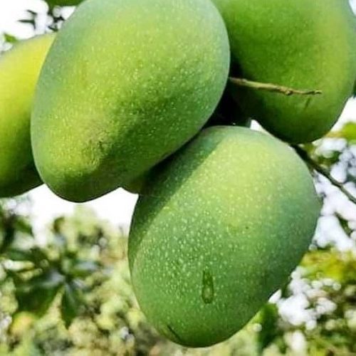 gopalbhoga-mango-গোপালভোগ-আম