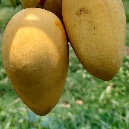 katimon-mango-কাটিমন-আম