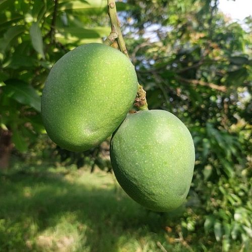 khirsapat-mango-খিরসাপাত-আম